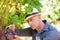 Winegrower man picking ripe red grapes