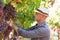 Winegrower man in straw hat picking ripe grapes