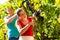 Winegrower picking grapes at harvest time