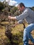 Winegrower works at pruning in an old vineyard