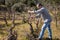 Winegrower works at pruning in an old vineyard