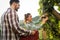 Winegrowers harvesting grapes in vineyard