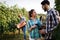 Winegrowers harvesting grapes in vineyard