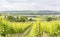 Winegrowing around Loerzweiler