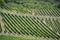 Winegrowing on the mosel in germany vintner profession