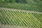 Winegrowing on the mosel in germany vintner profession