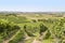 Winegrowing scenery in Hohenlohe