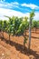 Winegrowing in summer: ripe vine grapes on a farm