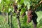 Winegrowing / wine background