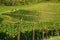 Winegrowing / wine background