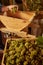 Winemaker carefully loading grape clusters into a press