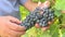 Winemaker checks grapes