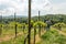 Winemaker Farmworker, Woman with brown hair and straw hat checking the quality of her Wine Plants