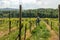 Winemaker Farmworker, Woman with brown hair and straw hat checking the quality of her Wine Plants