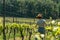 Winemaker Farmworker, Woman with brown hair and straw hat checking the quality of her Wine Plants