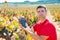 Winemaker harvesting Bobal grapes in mediterranean