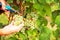 Winemaker Harvesting Grapes