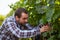 Winemaker harvesting grapes