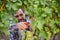 Winemaker harvesting grapes