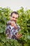 Winemaker harvesting grapes