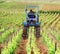 Winemaker on his tractor working the soil of the vine.