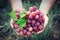 Winemaker holding in hands the harvest of grape. Organic fruits and farming theme. Top view.