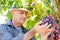 Winemaker man in straw hat examining grapes