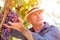 Winemaker man in straw hat examining grapes