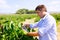 Winemaker oenologist checking bobal wine grapes