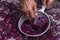 Winemaker`s hand with a glass mug, picking up juice from grape must. Wine material, stum, maun.