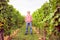 Winemaker Standing By His Vineyard