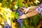 Winemaker woman picking grapes at harvest time