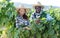 Winemakers checking grapes quality