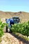 Winemakers using grape harvesting machinery in an automated way