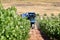 Winemakers using grape harvesting machinery in an automated way