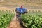 Winemakers using grape harvesting machinery in an automated way