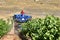 Winemakers using grape harvesting machinery in an automated way