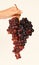 Winemaking and autumn concept. Winegrower shows cluster of grapes