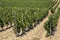 Winemaking, a field with vineyards in the background of mountains