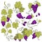 Winemaking, grape bunches isolated icon, vineyard harvest