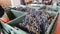 Winemaking Sorting wine grapes