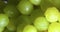 Winemaking and viticulture. Vertical video. Natural grapes vine covered waterdrops rotating, healthy eating