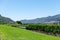 Wineries in Franchhoek area, Cape Town