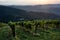 Wineries in Tuscany, the taste of the earth CXXXV