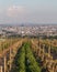 Wineries and Vineyards in Vienna