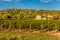 Winery Building and Vineyard-Provence,France