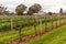 Winery building and vineyards in rows at the countryside. Spring time, no leaves. Barossa valley, South Australia