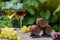 Winery concept. Miniature wine barrels on the wooden background of vineyards, grape, and wine glasses with red and white