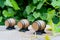 Winery concept. Miniature wine barrels on the wooden rustic background of vineyards and grape leaves. Selective focus