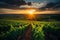 winery field with a great landscape bathed in the warm light of the sunrise.